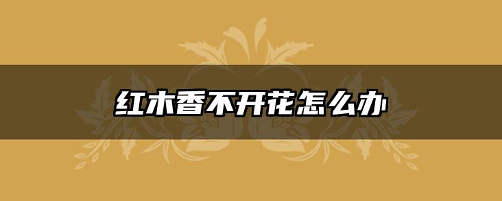 红木香不开花怎么办