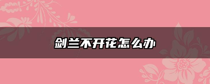 剑兰不开花怎么办