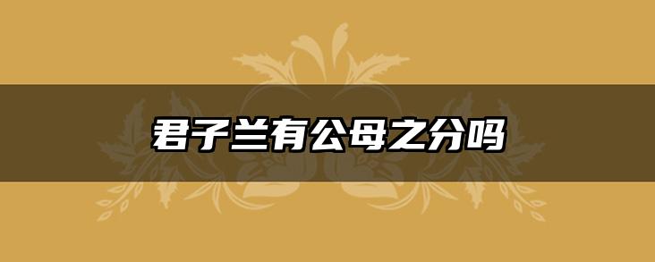 君子兰有公母之分吗