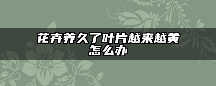花卉养久了叶片越来越黄怎么办
