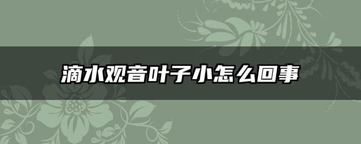 滴水观音叶子小怎么回事