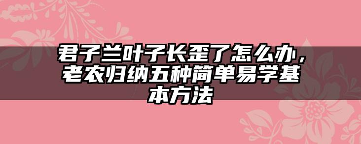 君子兰叶子长歪了怎么办，老农归纳五种简单易学基本方法