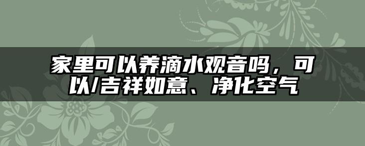 家里可以养滴水观音吗，可以/吉祥如意、净化空气