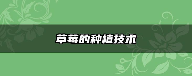草莓的种植技术