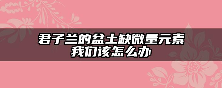 君子兰的盆土缺微量元素我们该怎么办