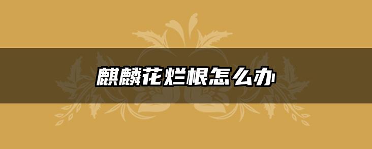 麒麟花烂根怎么办