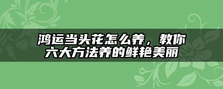鸿运当头花怎么养,教你六大方法养的鲜艳美丽