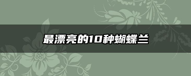 最漂亮的10种蝴蝶兰
