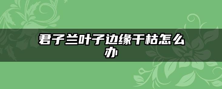 君子兰叶子边缘干枯怎么办