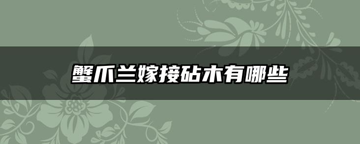 蟹爪兰嫁接砧木有哪些