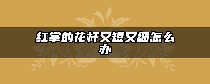 红掌的花杆又短又细怎么办