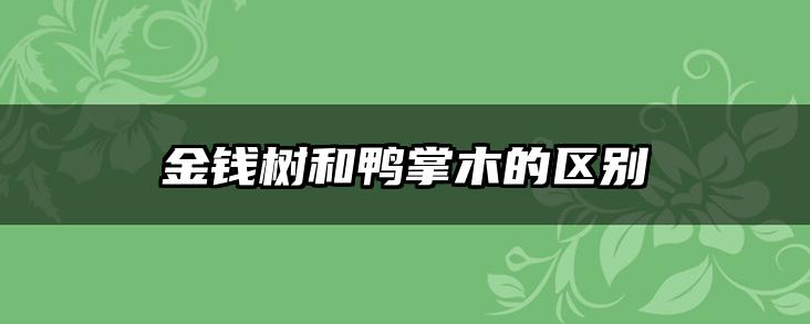 金钱树和鸭掌木的区别
