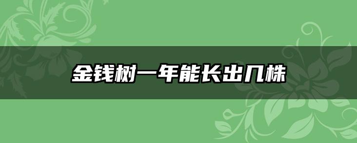金钱树一年能长出几株