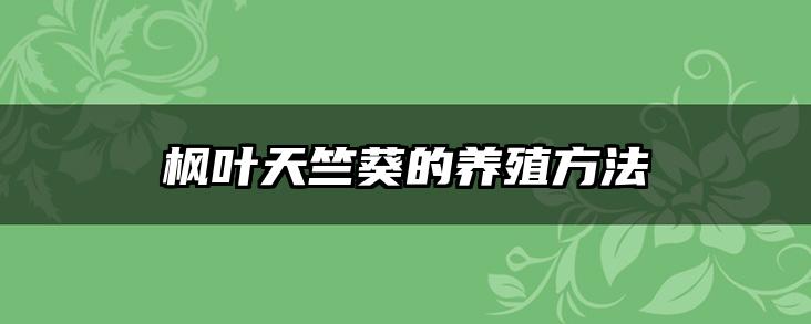 枫叶天竺葵的养殖方法