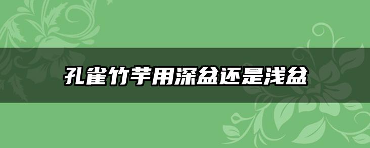 孔雀竹芋用深盆还是浅盆