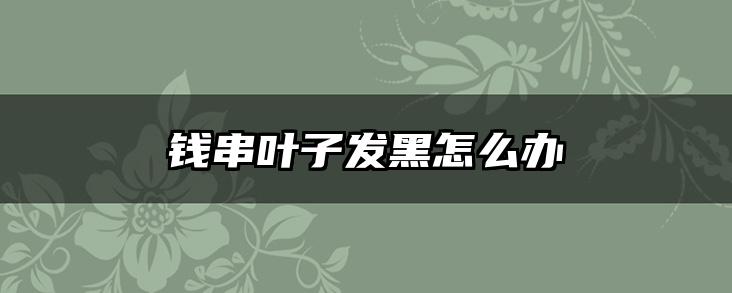 钱串叶子发黑怎么办