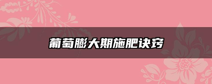 葡萄膨大期施肥诀窍