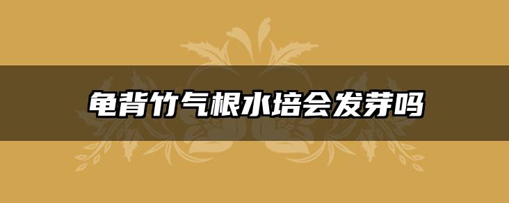 龟背竹气根水培会发芽吗