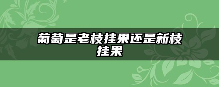 葡萄是老枝挂果还是新枝挂果