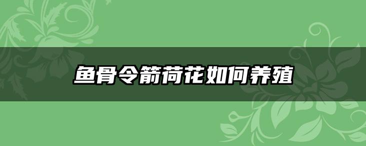 鱼骨令箭荷花如何养殖