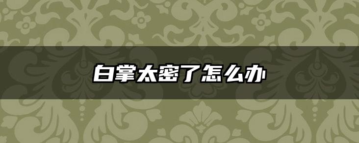 白掌太密了怎么办