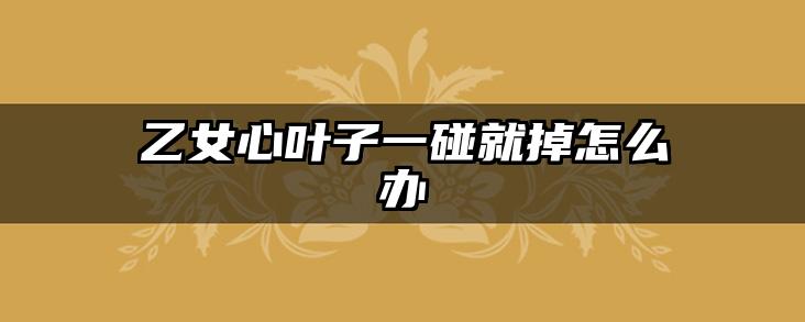乙女心叶子一碰就掉怎么办