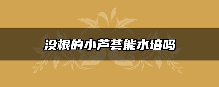 没根的小芦荟能水培吗