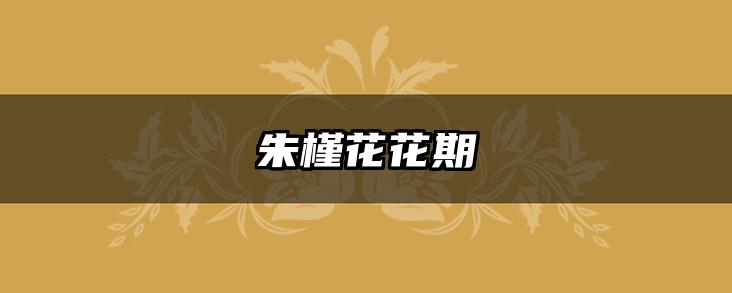 朱槿花花期