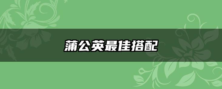 蒲公英最佳搭配