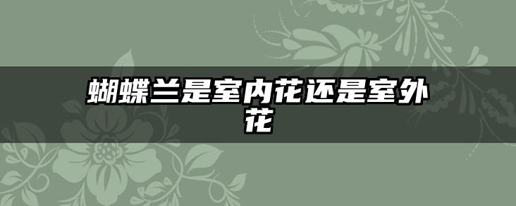 蝴蝶兰是室内花还是室外花