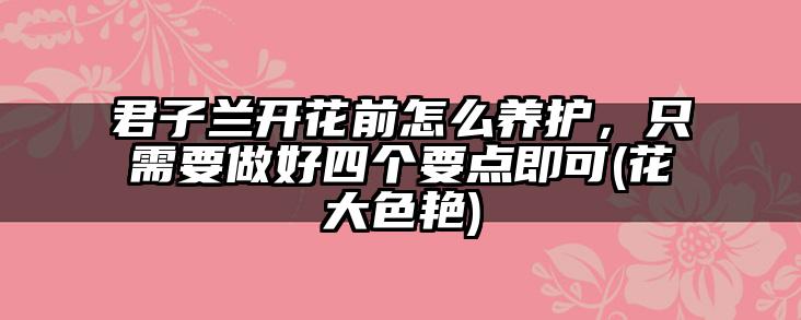 君子兰开花前怎么养护，只需要做好四个要点即可(花大色艳)