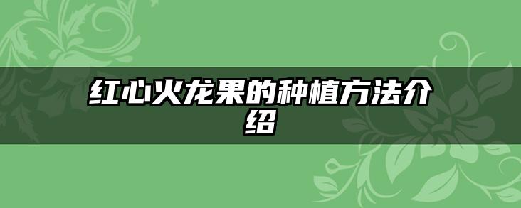 红心火龙果的种植方法介绍