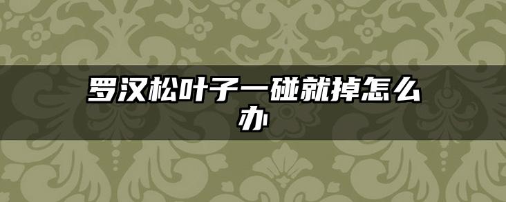 罗汉松叶子一碰就掉怎么办