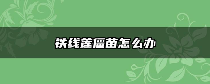 铁线莲僵苗怎么办