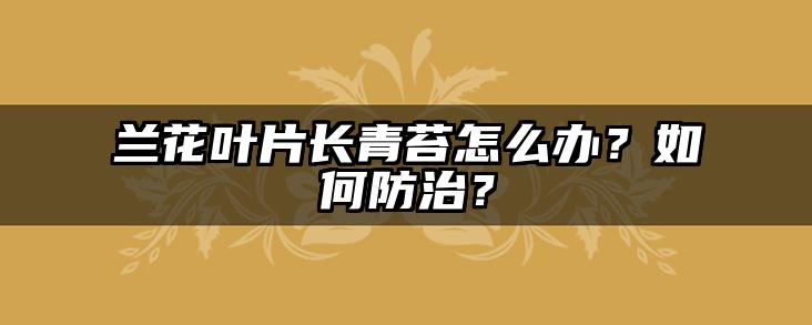 兰花叶片长青苔怎么办?如何防治?