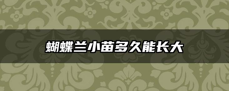 蝴蝶兰小苗多久能长大