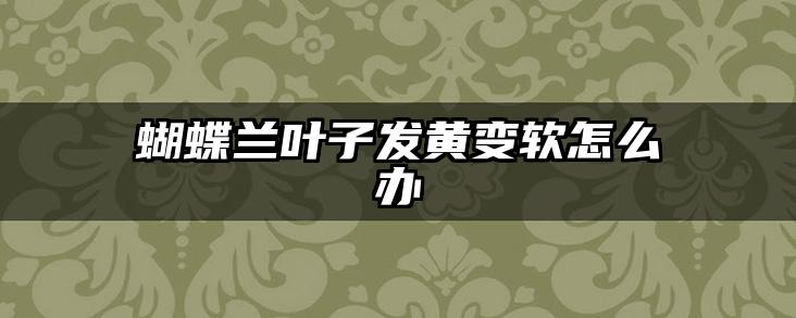 蝴蝶兰叶子发黄变软怎么办