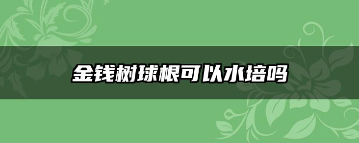 金钱树球根可以水培吗