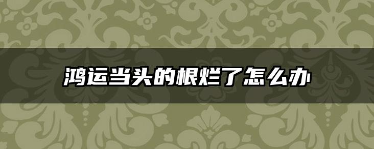 鸿运当头的根烂了怎么办
