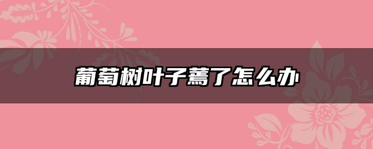 葡萄树叶子蔫了怎么办