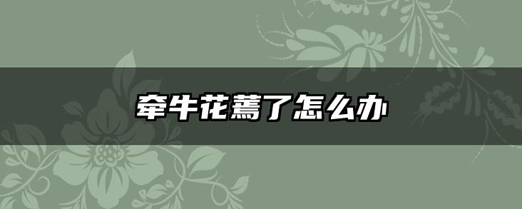 牵牛花蔫了怎么办