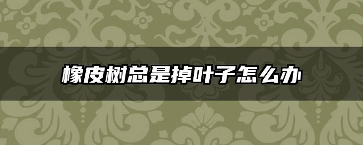橡皮树总是掉叶子怎么办