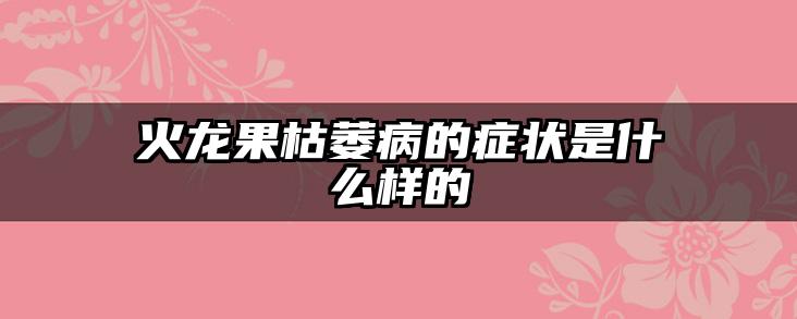 火龙果枯萎病的症状是什么样的