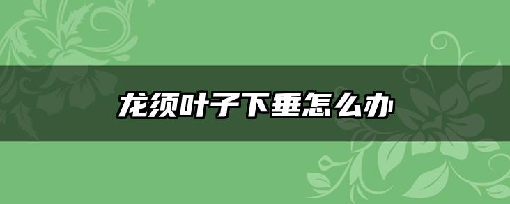 龙须叶子下垂怎么办