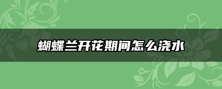蝴蝶兰开花期间怎么浇水