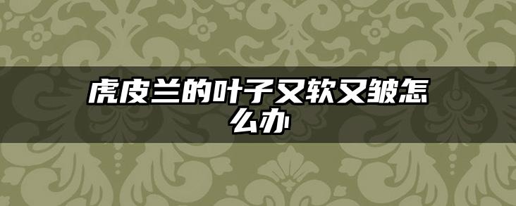 虎皮兰的叶子又软又皱怎么办