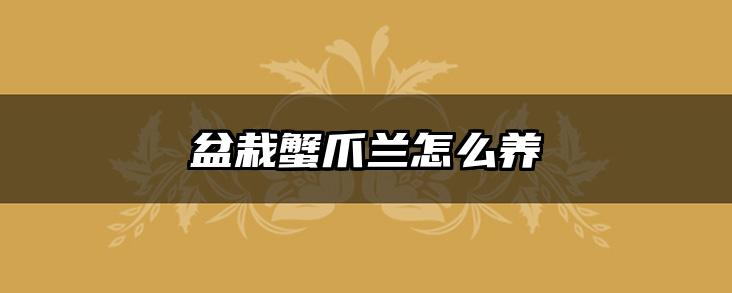 盆栽蟹爪兰怎么养