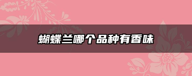 蝴蝶兰哪个品种有香味