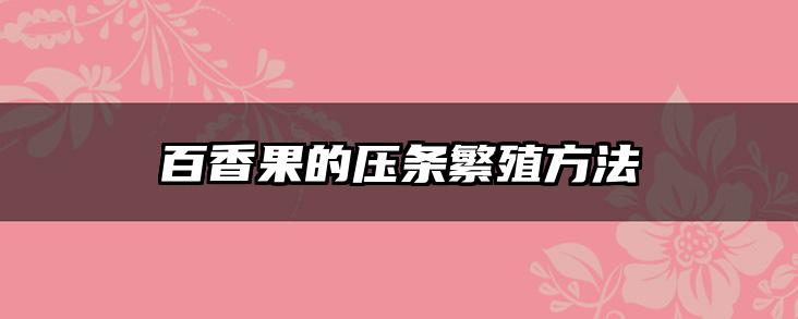百香果的压条繁殖方法