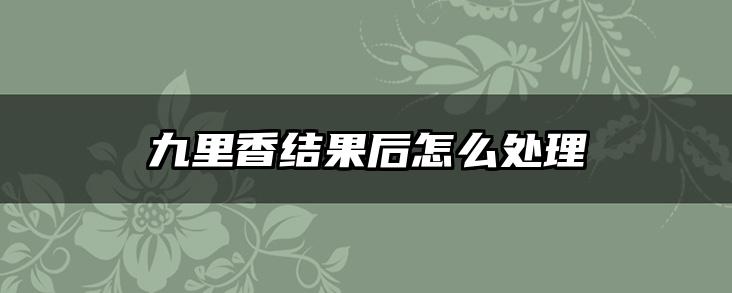 九里香结果后怎么处理